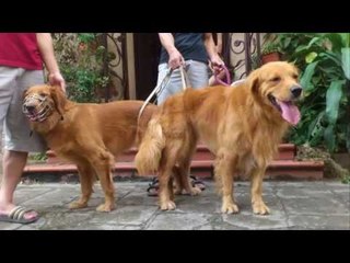 THỜI ĐIỂM NÊN CHO CHÓ PHỐI GIỐNG Cách phối giống chó chuyên nghiệp