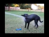Dog bath reaction how to bathe a dog dog bath grooming.