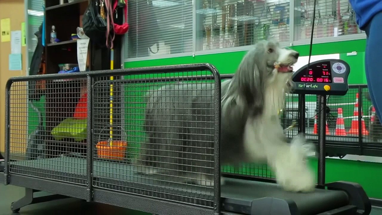 Pampered pets get spa treatments in Russia