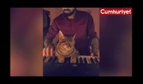 Müzik sevdalısı sevimli kedi