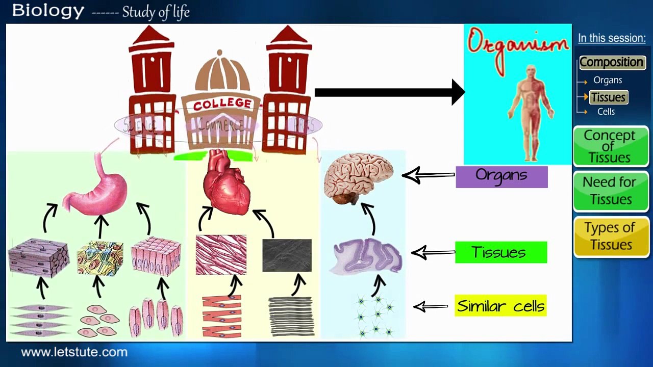 Introduction to Tissues | Biology | Science | LetsTute