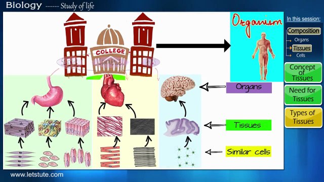 Introduction to Tissues | Biology | Science | LetsTute
