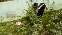 Black Goat Eating Rose Tree