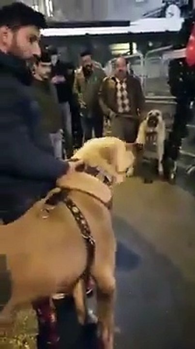 Angry Turks Protest Near Rotterdam Consulate As Dutch Embassy In Turkey Closed Off