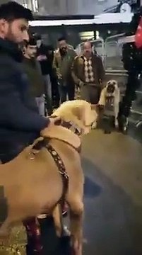 Angry Turks Protest Near Rotterdam Consulate As Dutch Embassy In Turkey Closed Off