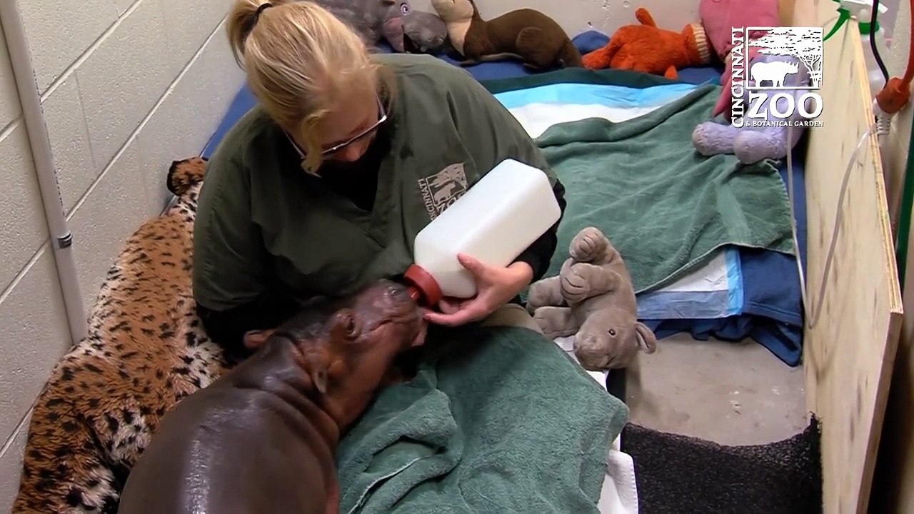 Fiona, le bébé hippopotame prématuré !