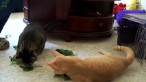 Funny Cats Love Catnip DSVDS