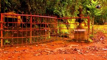 Haunted tree in Kerala Haunted places in India  Tourist destination in Wayanad
