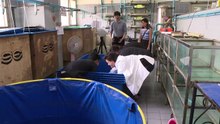 La tortue Tirelire, qui avait avalé 915 pièces, réapprend à nager
