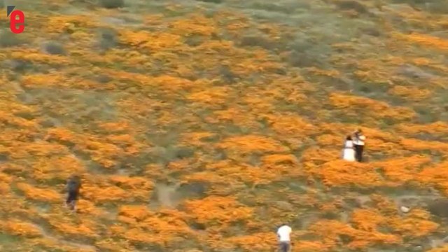 Des milliers de fleurs sauvages éclosent dans le désert californien