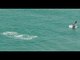 Humpback Whale Breaches Near Devon Coast