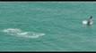 Humpback Whale Breaches Near Devon Coast