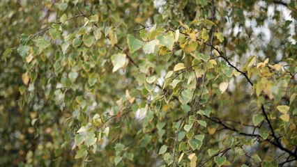 TBWA\PARIS pour Michelin - «Every gesture counts» - mars 2017