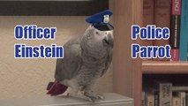 Talented parrot perfectly imitates police siren
