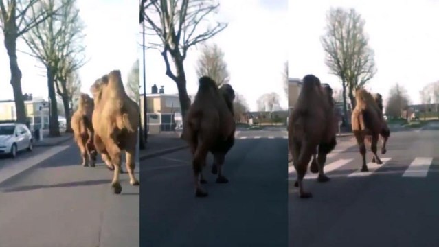 Roubaix: Deux chameaux font une petite promenade dans les rues !