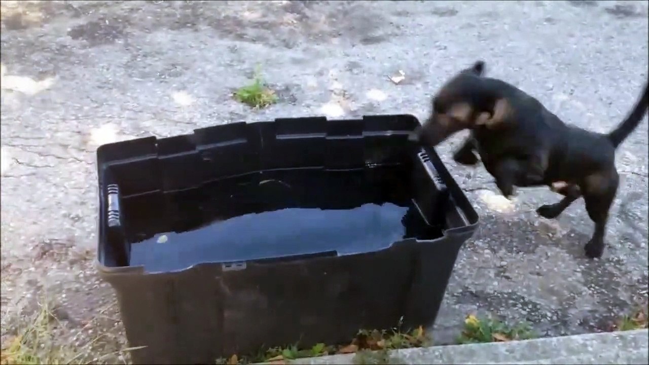 Ce Chien se fait son propre jacuzzi... Vive les bulles