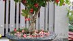 20 beautiful little fruit trees should be planted at home