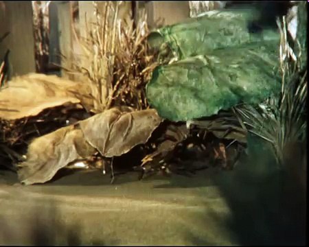 Веселая песенка для малышей: Песенка про щенка: Смешной маленький щенок