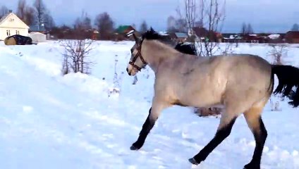 Veritable amour entre un chien et un cheval