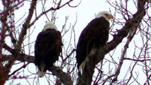 LOVE BIRDS 2 American Bald Eagle Eagles Resting on Tree watch in HD Full Screen