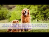 Giới Thiệu Chó Golden Retriever Cách mua và nuôi chó Golden ở VN