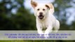Cho Labrador | Thông tin đầy đủ về Chó Labrador của Mỹ - Chó Đẹp