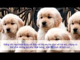 Thông tin về giống chó Golden Retriever chó săn thượng hạng