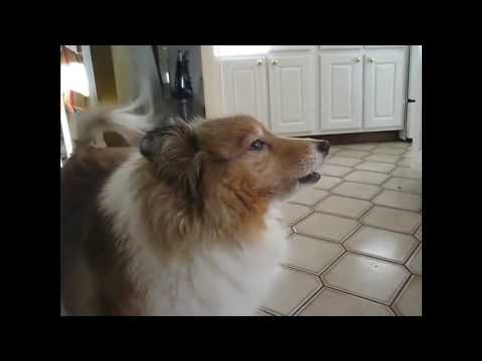 Dog playing with kids - Dog Kids playing Funny Video