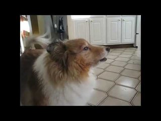 Dog playing with kids - Dog Kids playing Funny Video