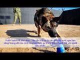 Điều ít biết về những chú chó nghiệp vụ Mỹ Chó nghiệp vụ trong quân đội được huấn luyện như thế nào?