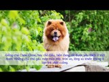 Chó Chow Chow Mua Ở Đâu?Giá Bao Nhiêu? Bán chó Chow Chow giá bao nhiêu?