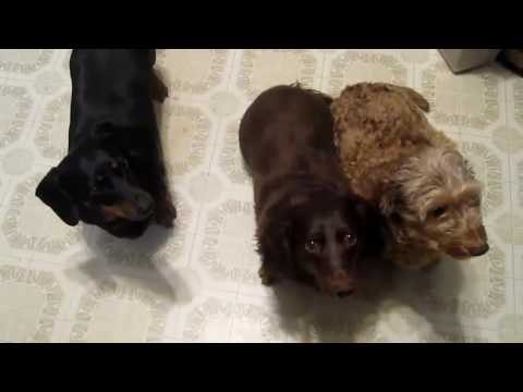 Dog barking when eating | dog barking after eating.