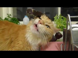 Mèo con dễ thương uống nước cực kute hài hước nhất quả đất