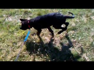 German shepherd puppy barking | german shepherd puppy barks at everything.