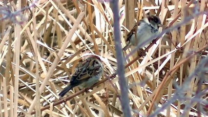 Entertainment Videos For Cats and Dogs To Watch - Squirrel and Bird Fun