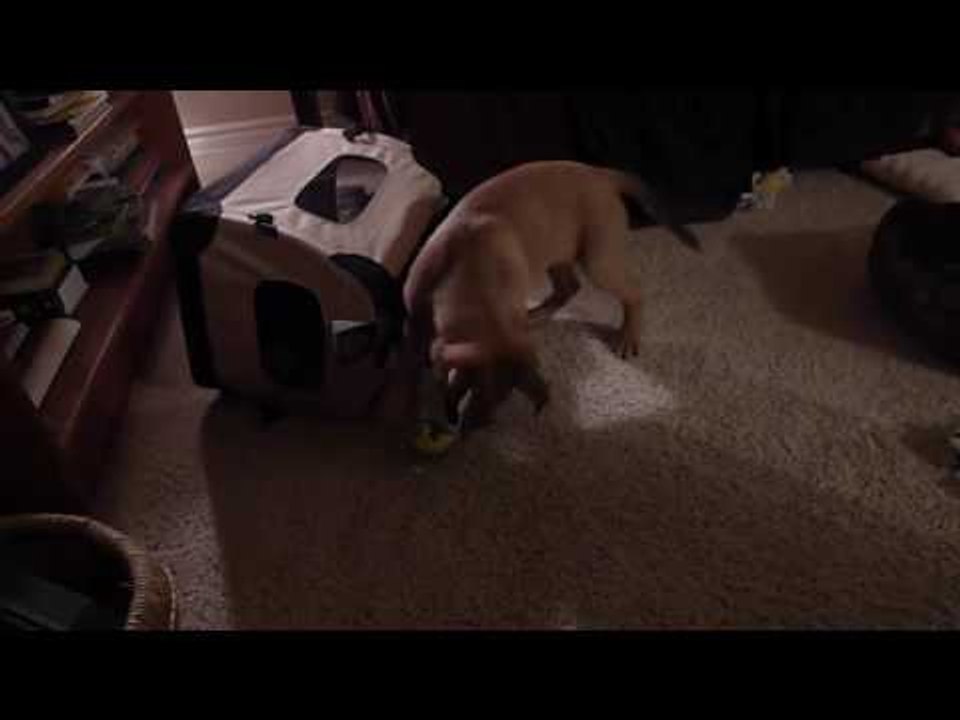 Dog playing in ball pit | dog playing ball by himself