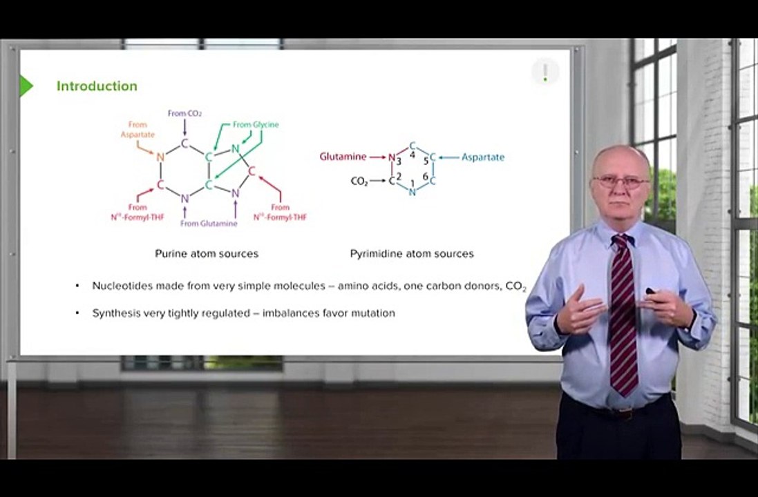 purine and pyrimidine synthesis in detail