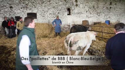 La race belge BBB ( Blanc-Bleu-Belge ) bientôt en Chine....