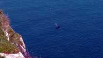 Humpback Whale Off the Devon Coast Surprises Onlookers