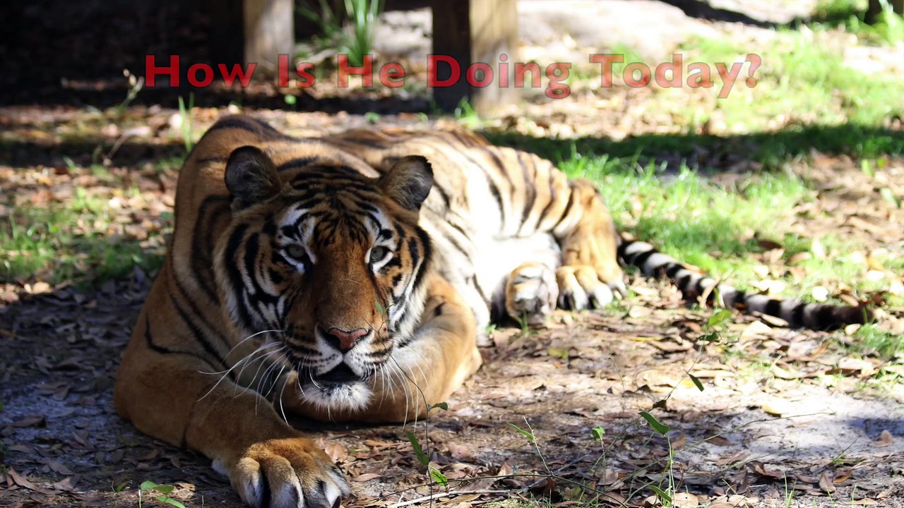 Wonder How Hoover The Tiger Is Doing?
