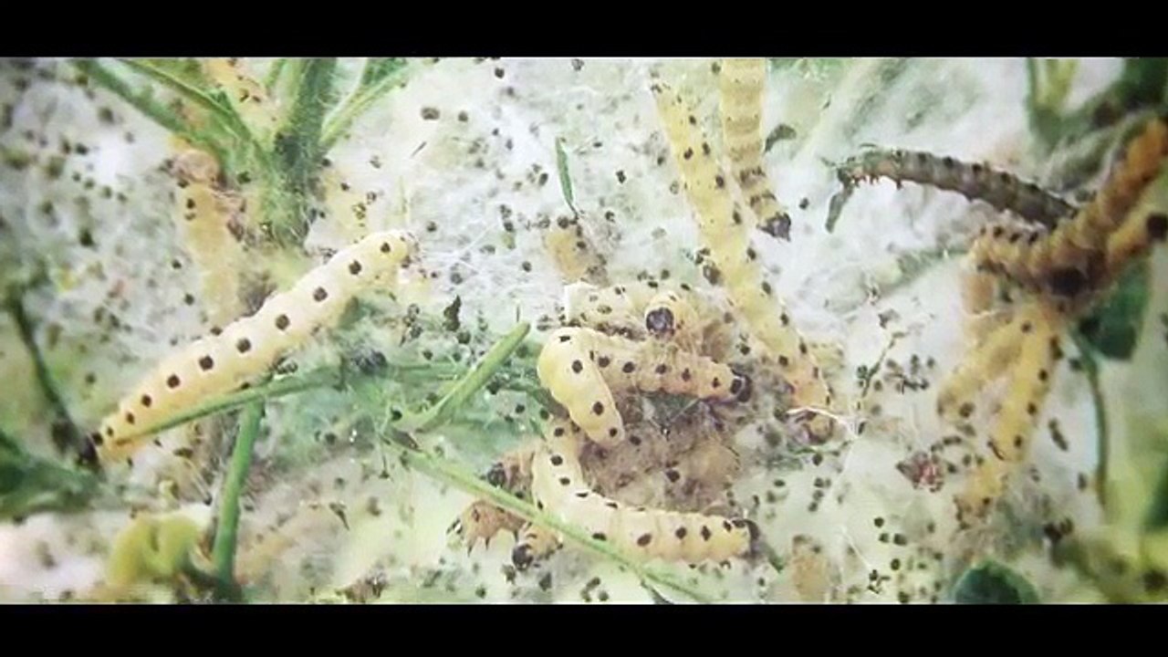 Untermenschen #8 Attention Whore 2.0 - TrollwutTV (Reupload)