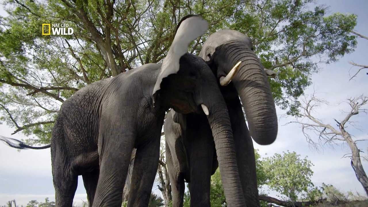 Tribu Elephant