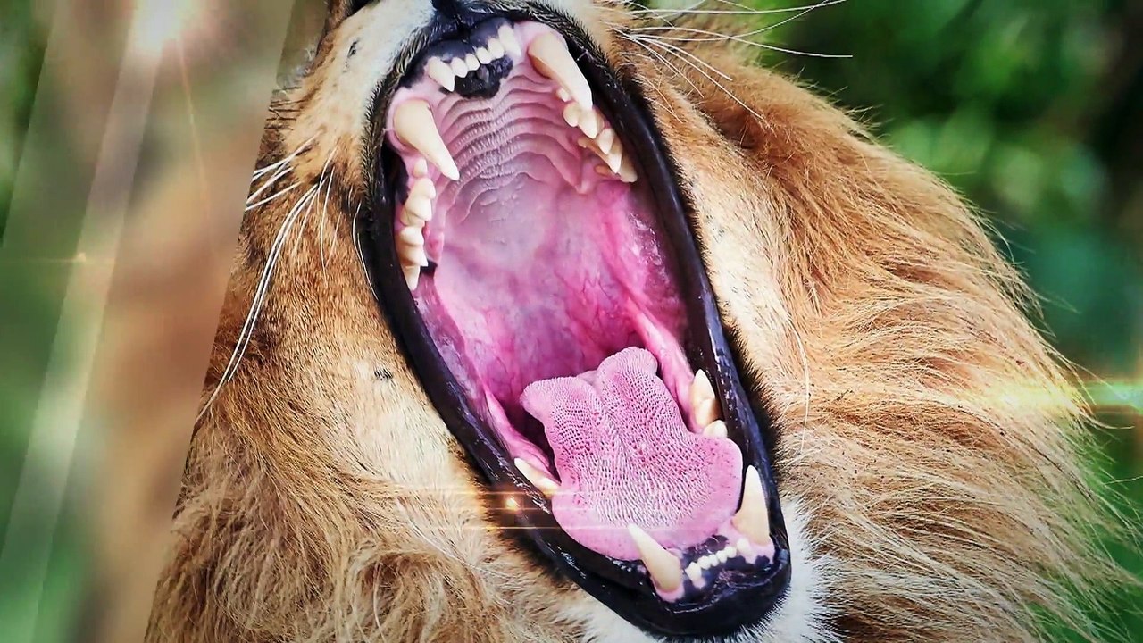Lion armure animal