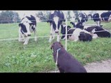 Dog Makes Interesting New Friends