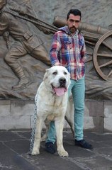 Kangal Köpekli Hollanda Tepkisi: Yürekleri Varsa Getirsinler