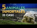 5 animales INMORTALES o casi