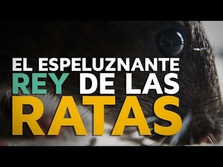 El espeluznante "Rey de las ratas"
