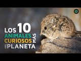 Los 10 animales más curiosos del planeta