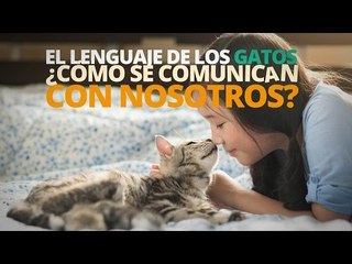 El lenguaje de los GATOS: ¿Cómo se comunican con nosotros?