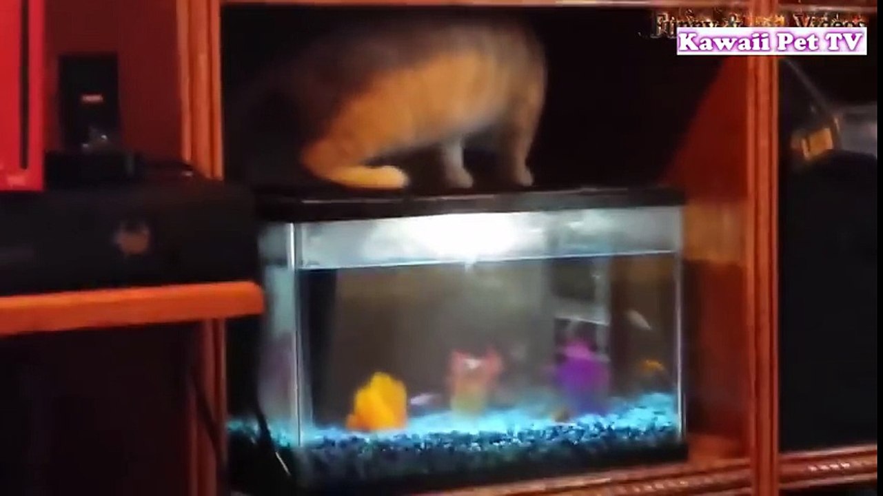 笑える動物 最高におもしろ犬 猫 動物のハプニング 失敗 可愛い 動画集 9 Video Dailymotion